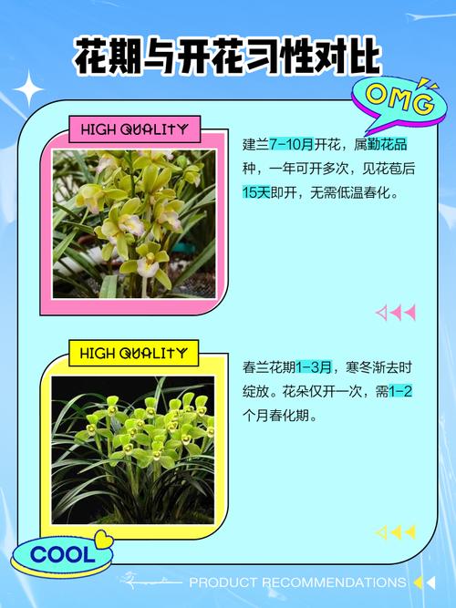 建兰春兰哪个更值得养？-第3张图片-宁夏农业信息网