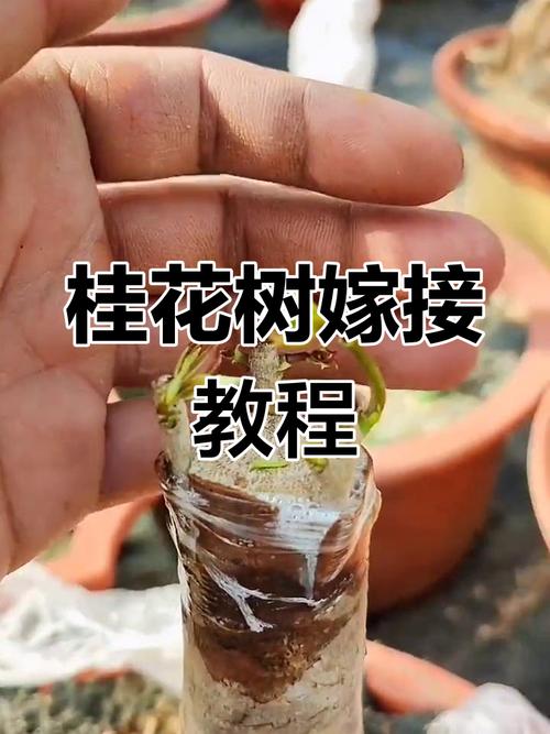 桂花树嫁接哪种方法最佳？-第1张图片-宁夏农业信息网