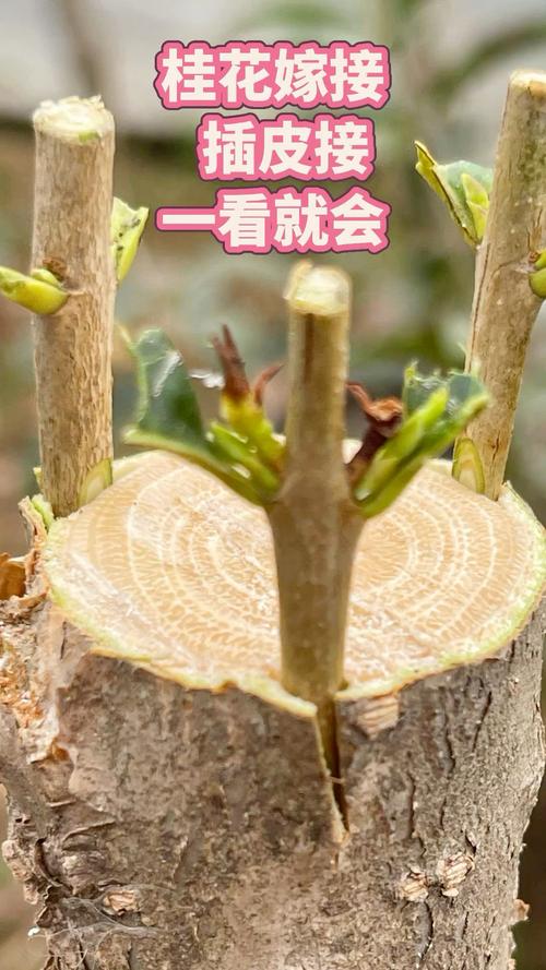 桂花树嫁接哪种方法最佳？-第2张图片-宁夏农业信息网