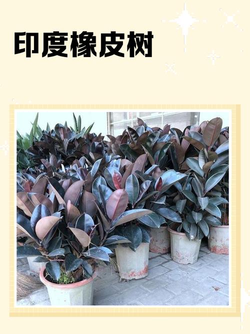 印度橡皮树怎么繁殖？-第1张图片-宁夏农业信息网