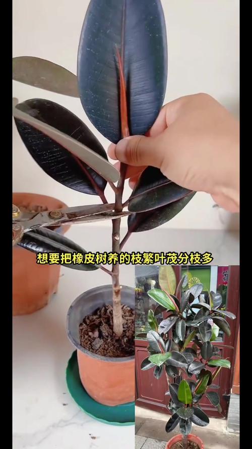 印度橡皮树怎么繁殖？-第2张图片-宁夏农业信息网