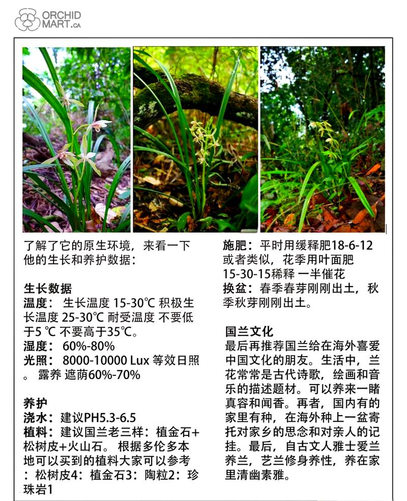 刚上盆建兰怎么养才服盆？-第2张图片-宁夏农业信息网