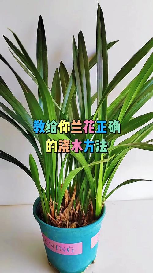 刚上盆建兰怎么养才服盆？-第1张图片-宁夏农业信息网