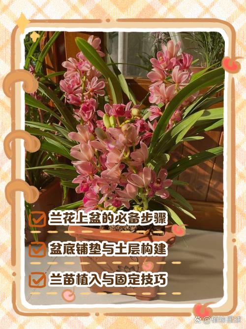 刚上盆建兰怎么养才服盆？-第3张图片-宁夏农业信息网