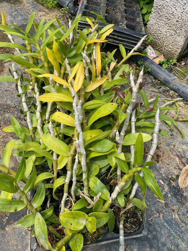 杂交改良品种有哪些核心方法？-第1张图片-宁夏农业信息网