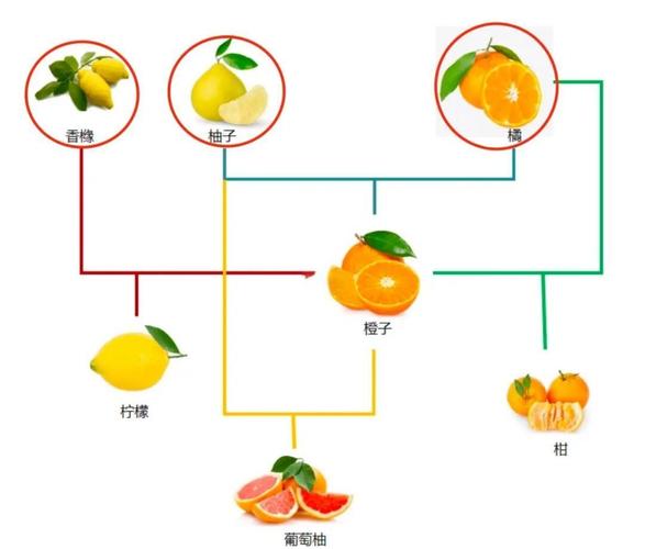 杂交改良品种有哪些核心方法？-第3张图片-宁夏农业信息网