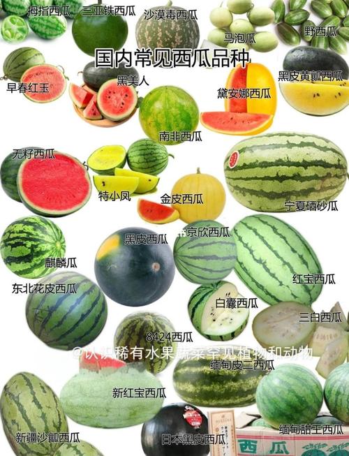 西瓜品种有哪些？农广天地为您介绍。-第3张图片-宁夏农业信息网