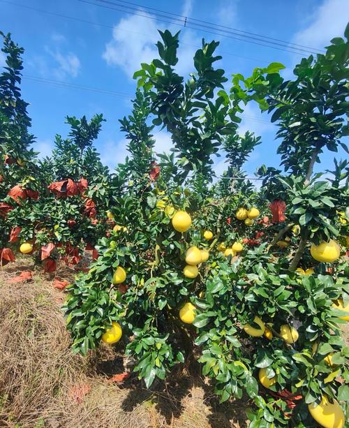 北方适合种哪些柚子品种？-第1张图片-宁夏农业信息网