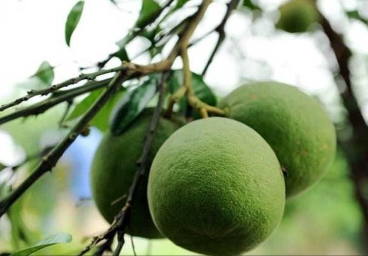 北方适合种哪些柚子品种？-第3张图片-宁夏农业信息网