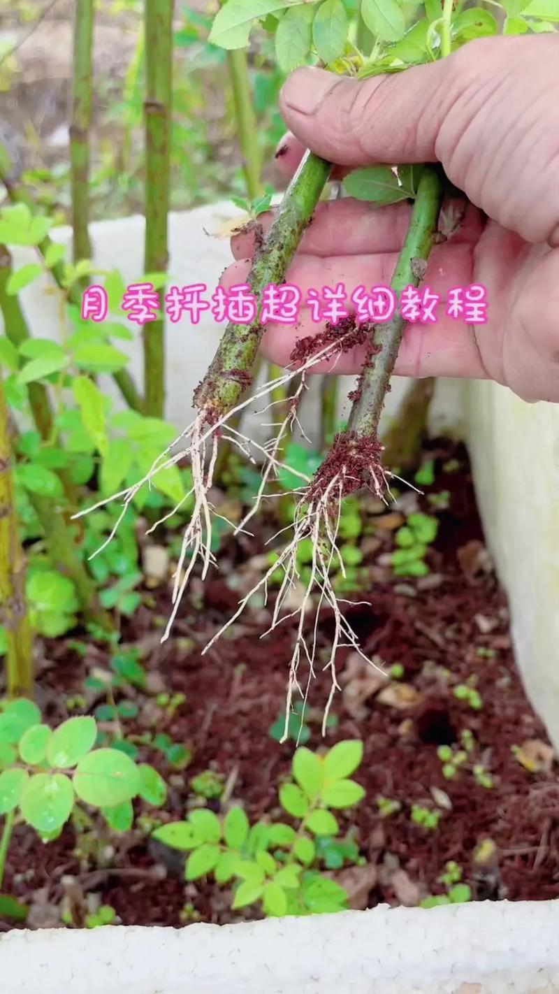 秋季月季花如何扦插？-第1张图片-宁夏农业信息网
