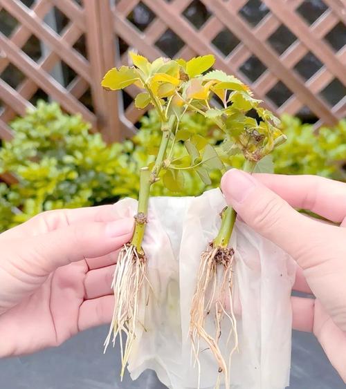 秋季月季花如何扦插？-第2张图片-宁夏农业信息网