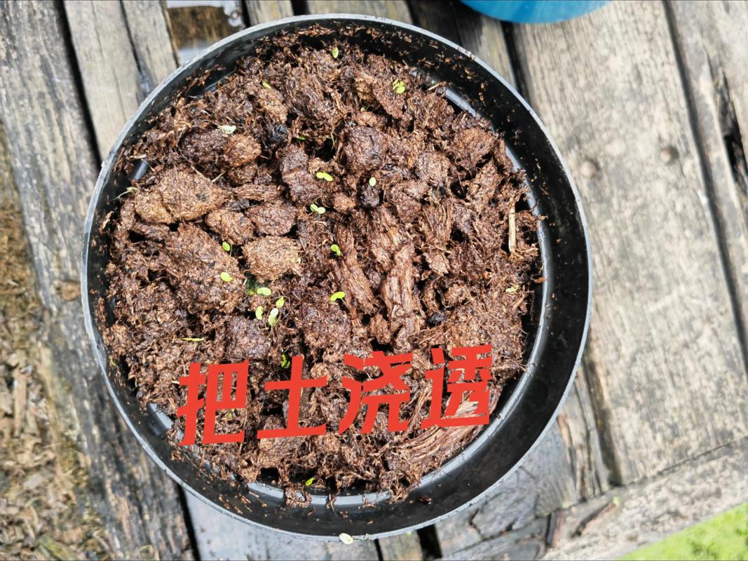 秋季月季花如何扦插？-第3张图片-宁夏农业信息网