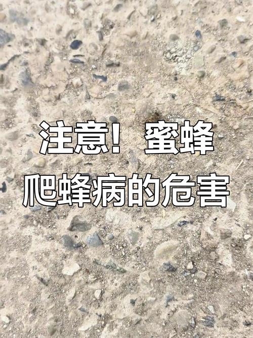 蜜蜂爬蜂病怎么防治？-第1张图片-宁夏农业信息网