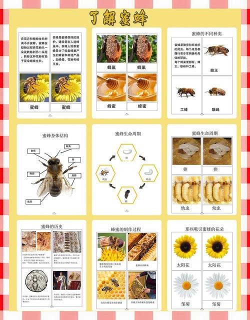 蜜蜂爬蜂病怎么防治？-第3张图片-宁夏农业信息网