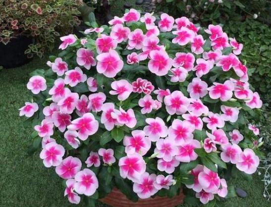 五瓣梅怎么种养？关键技巧有哪些？-第1张图片-宁夏农业信息网