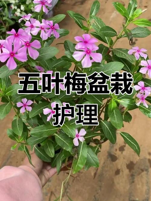 五瓣梅怎么种养？关键技巧有哪些？-第3张图片-宁夏农业信息网
