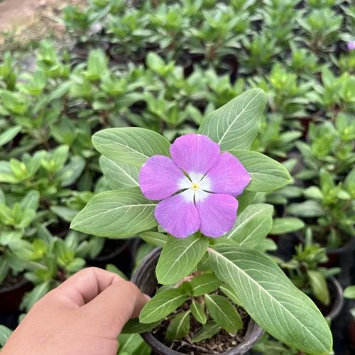 五瓣梅怎么种养？关键技巧有哪些？-第2张图片-宁夏农业信息网