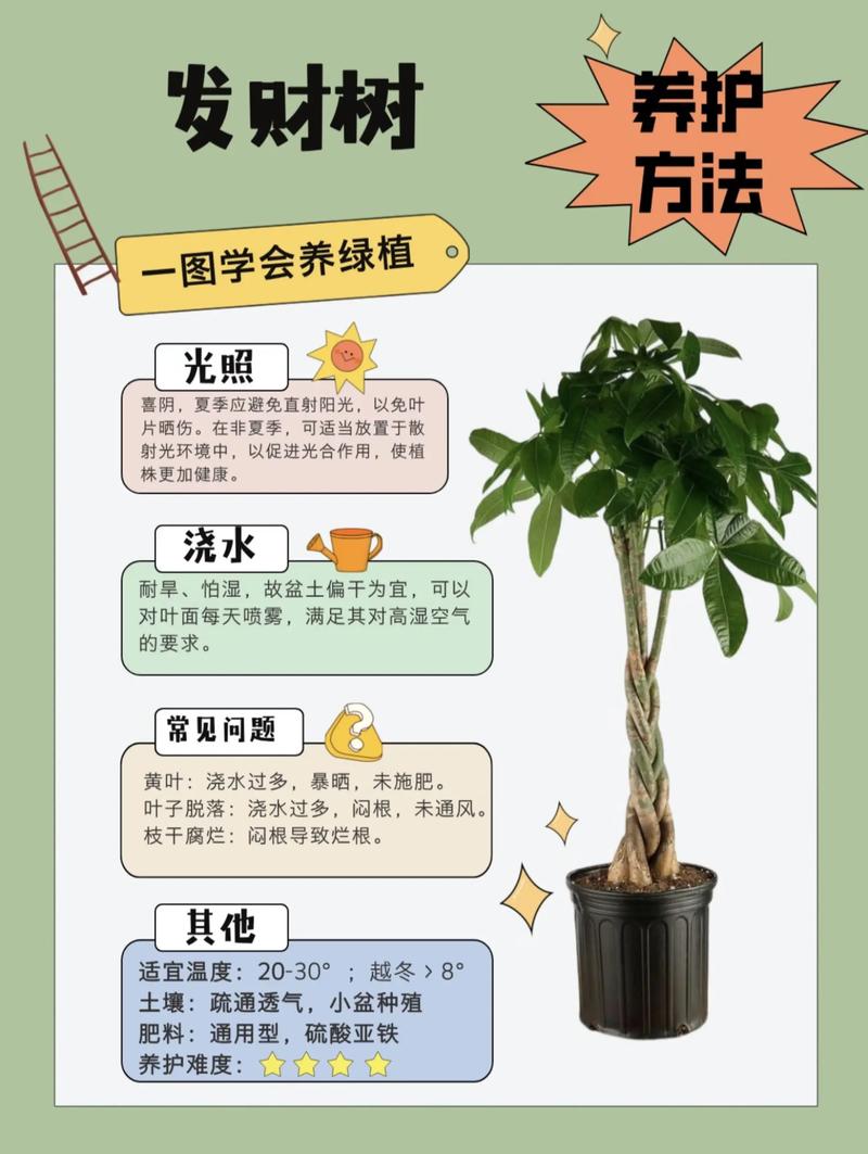 发财树怎么养才能更茂盛？-第1张图片-宁夏农业信息网