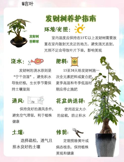 发财树怎么养才能更茂盛？-第2张图片-宁夏农业信息网