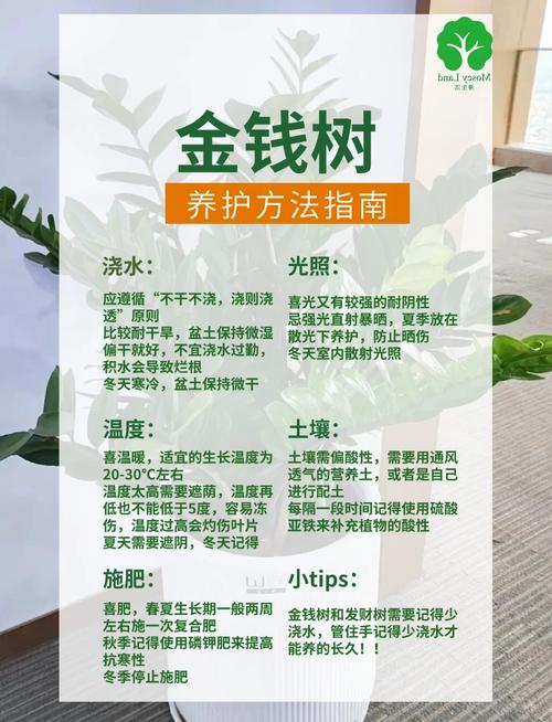 发财树怎么养才能更茂盛？-第3张图片-宁夏农业信息网