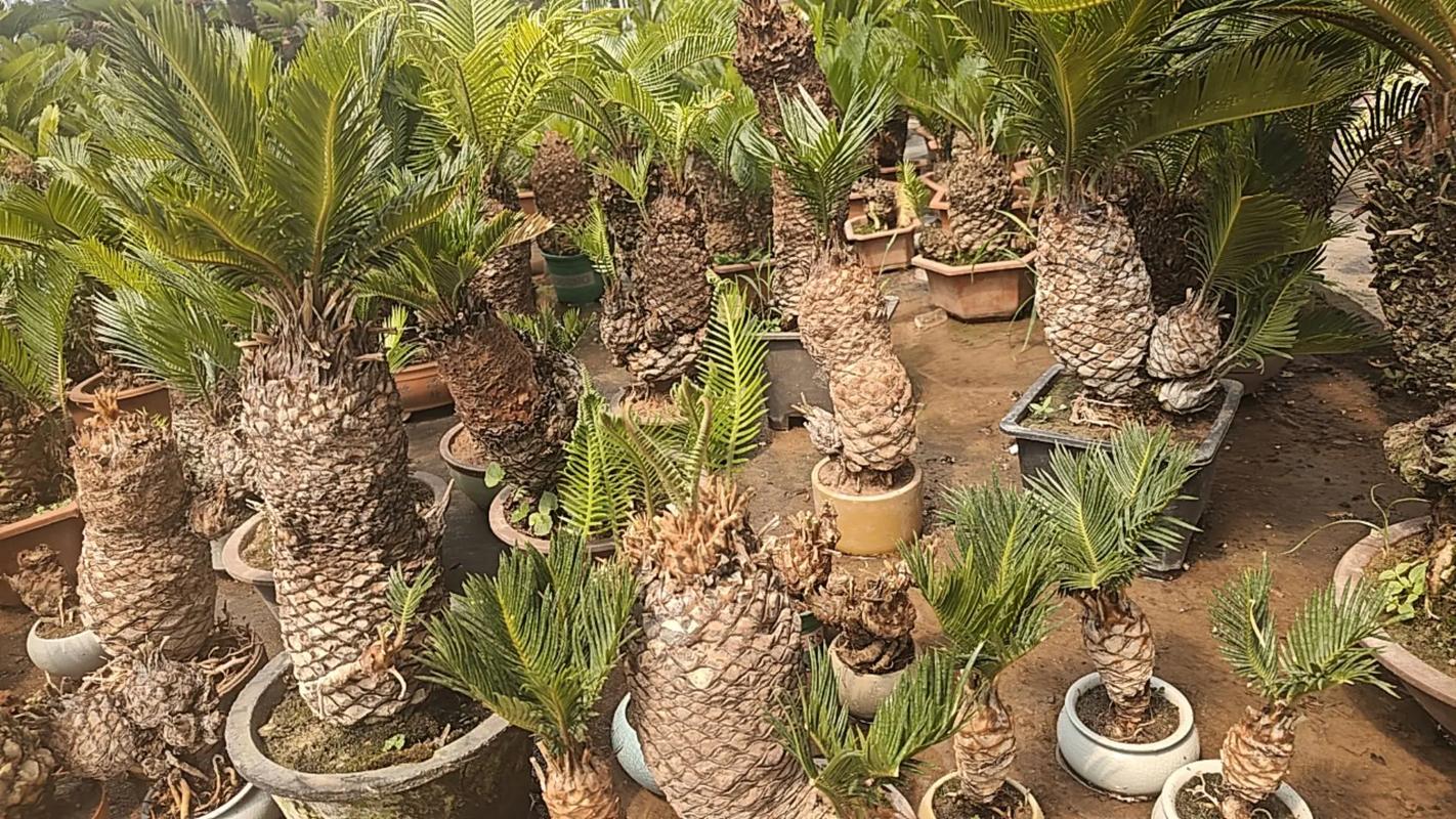 哪种铁树品种颜值最高？-第1张图片-宁夏农业信息网