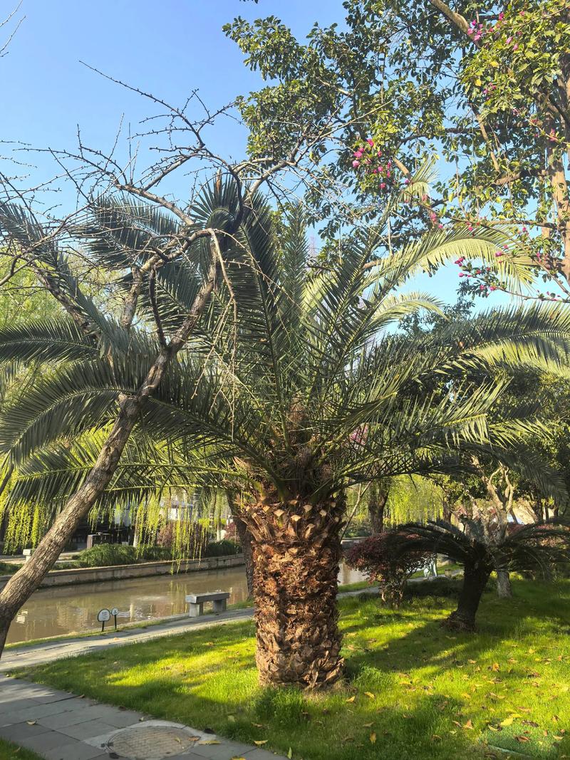 哪种铁树品种颜值最高？-第2张图片-宁夏农业信息网