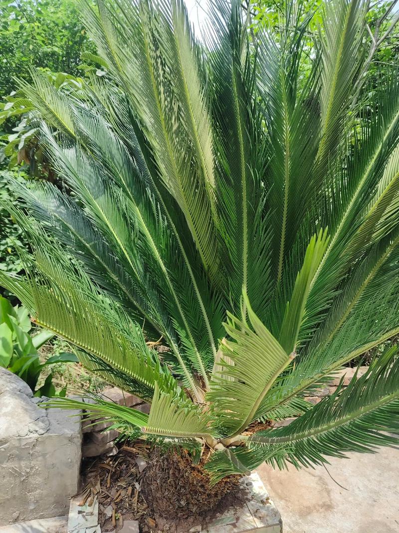 哪种铁树品种颜值最高？-第3张图片-宁夏农业信息网