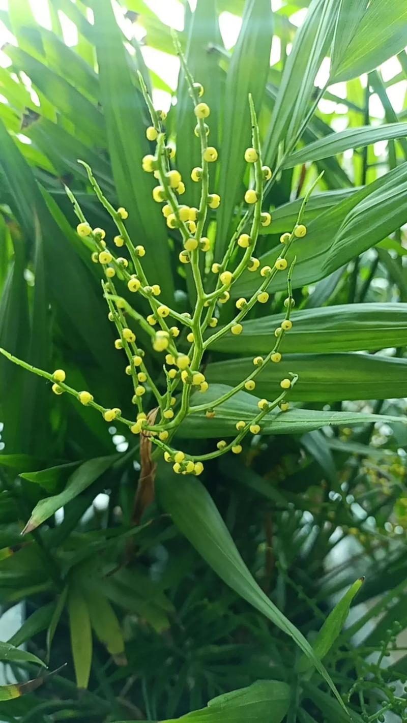 凤尾竹开花后怎么处理？-第1张图片-宁夏农业信息网