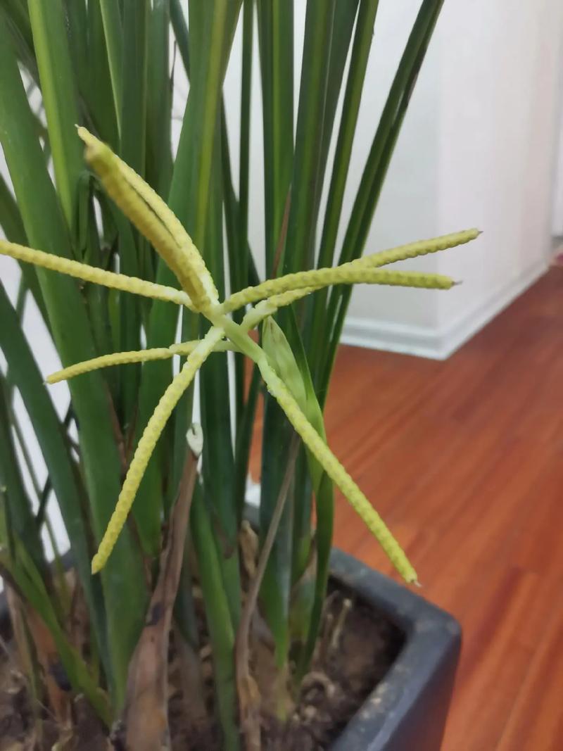 凤尾竹开花后怎么处理？-第3张图片-宁夏农业信息网