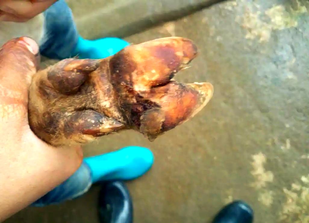 腐蹄病最佳治疗方法是什么？-第1张图片-宁夏农业信息网