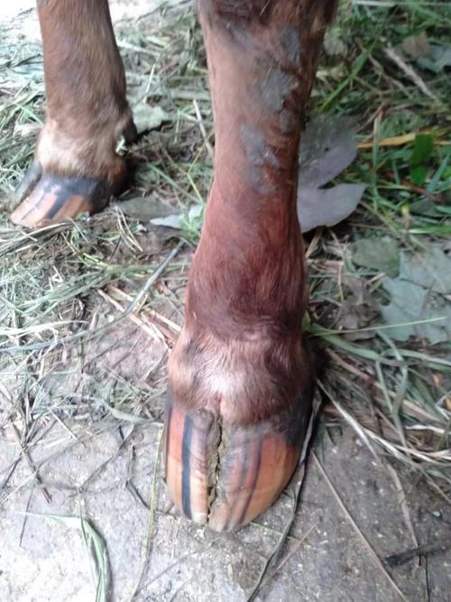 腐蹄病最佳治疗方法是什么？-第2张图片-宁夏农业信息网