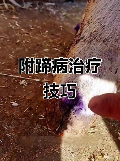 腐蹄病最佳治疗方法是什么？-第3张图片-宁夏农业信息网