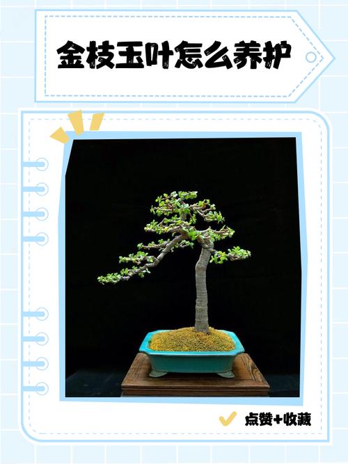 金枝玉叶如何安全越冬？-第1张图片-宁夏农业信息网