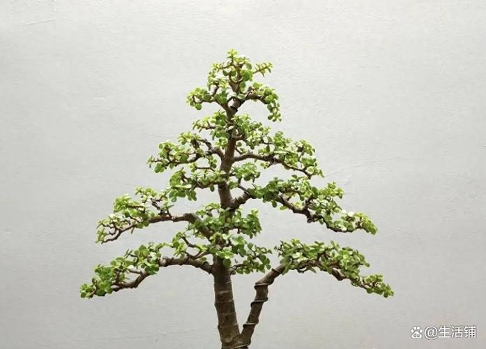 金枝玉叶如何安全越冬？-第2张图片-宁夏农业信息网