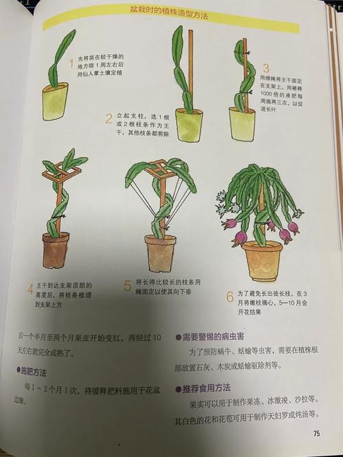 室内火龙果怎么养才能结果？-第1张图片-宁夏农业信息网