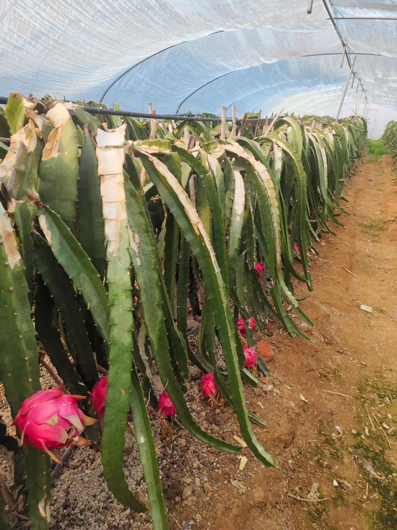 室内火龙果怎么养才能结果？-第2张图片-宁夏农业信息网