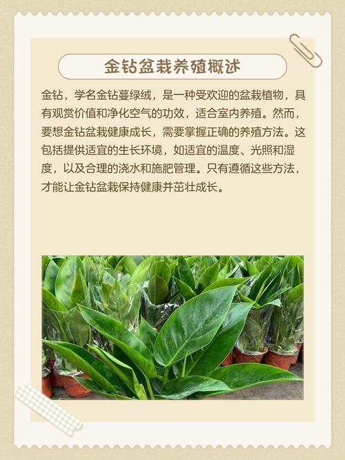 金钻花怎么繁殖？方法有哪些？-第1张图片-宁夏农业信息网