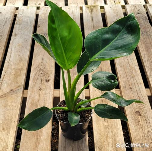 金钻花怎么繁殖？方法有哪些？-第2张图片-宁夏农业信息网