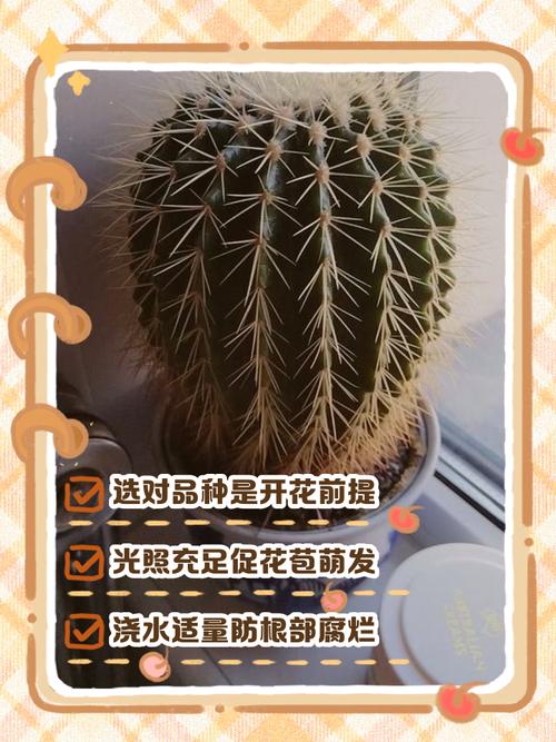 仙人球怎么快速生长？-第1张图片-宁夏农业信息网