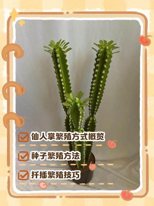 仙人球怎么快速生长？-第2张图片-宁夏农业信息网