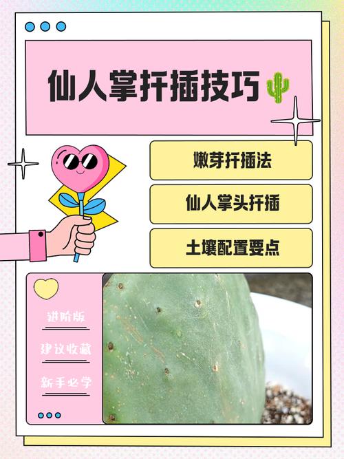 仙人球怎么快速生长？-第3张图片-宁夏农业信息网