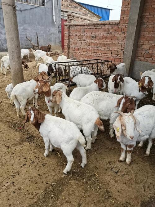 市场上肉羊品种有哪些？-第2张图片-宁夏农业信息网