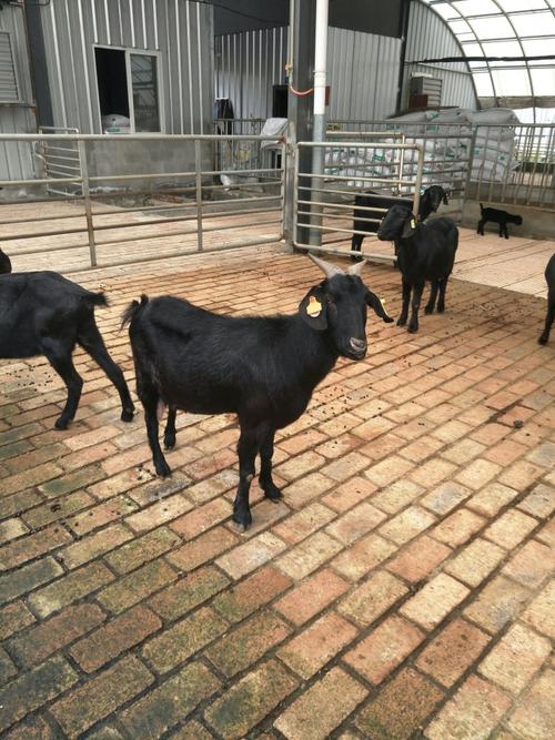 市场上肉羊品种有哪些？-第3张图片-宁夏农业信息网