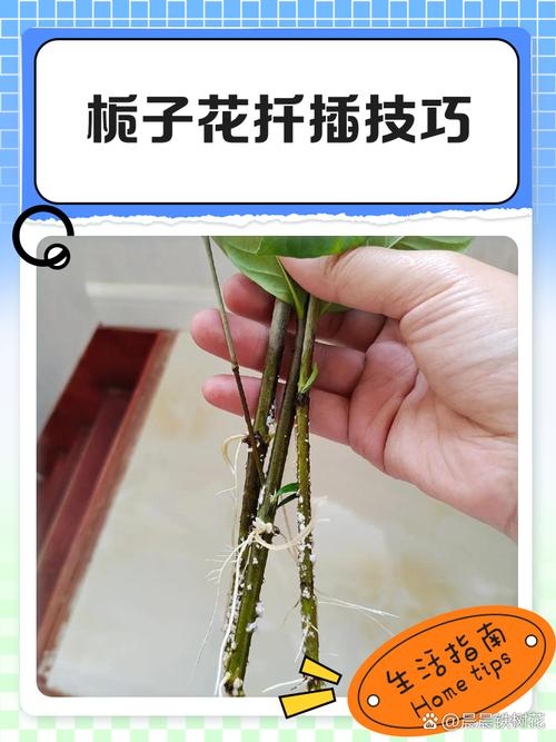 栀子花扦插视频，方法步骤详解？-第1张图片-宁夏农业信息网