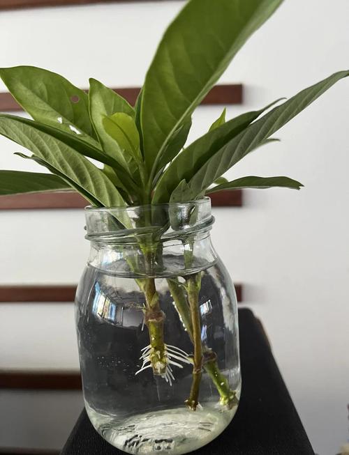 栀子花扦插视频，方法步骤详解？-第3张图片-宁夏农业信息网