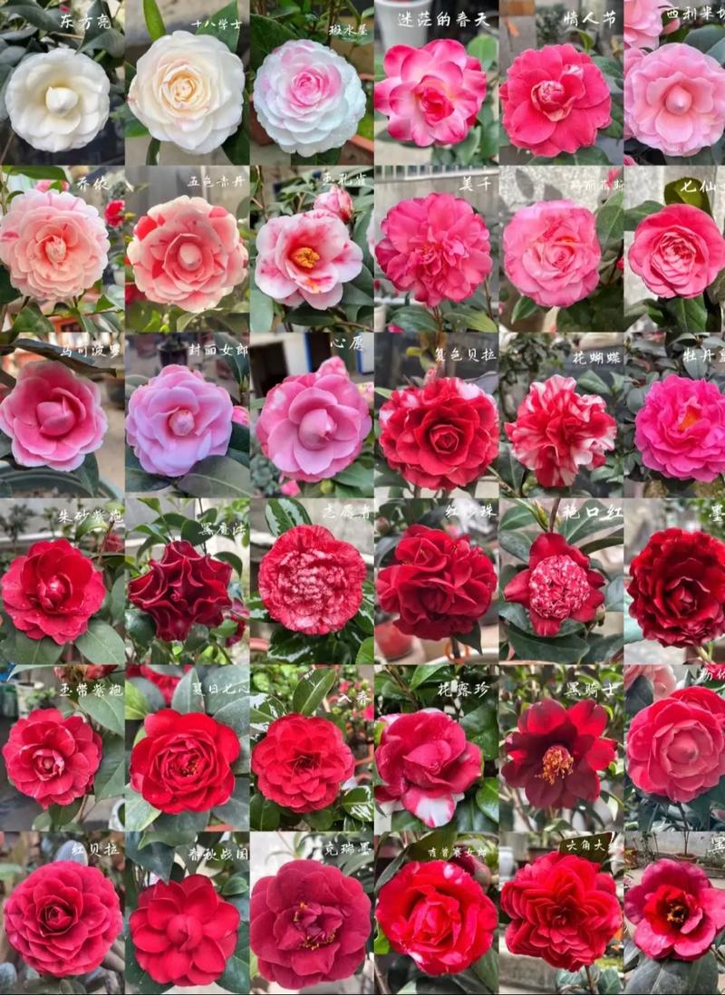 品种茶花名称如何对应图片？-第1张图片-宁夏农业信息网