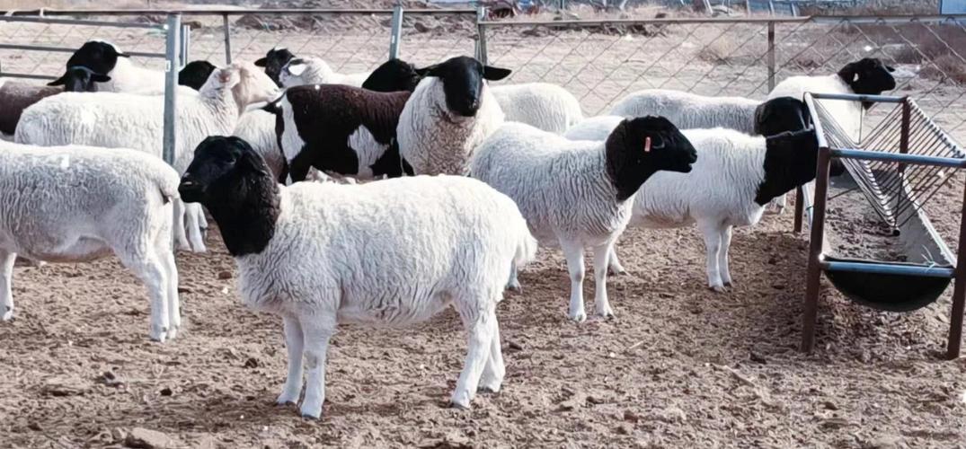 哪种羊养殖效益最高？-第1张图片-宁夏农业信息网