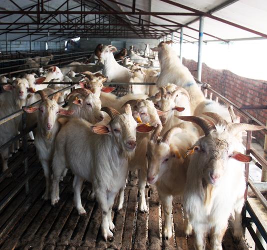 哪种羊养殖效益最高？-第3张图片-宁夏农业信息网