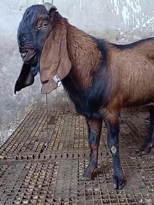 哪种羊养殖效益最高？-第2张图片-宁夏农业信息网