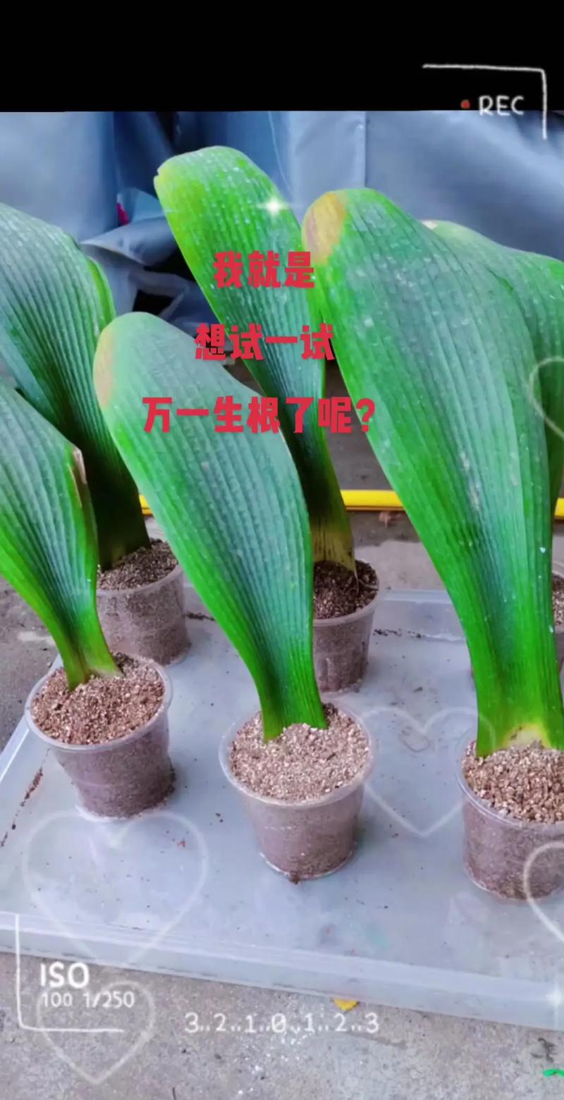 君子兰小苗怎么种才好？-第1张图片-宁夏农业信息网